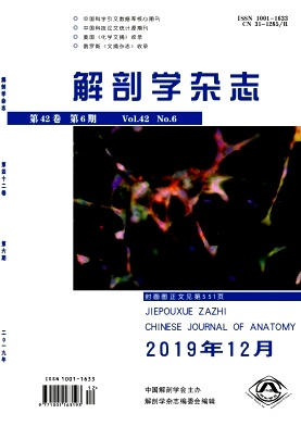解剖学杂志