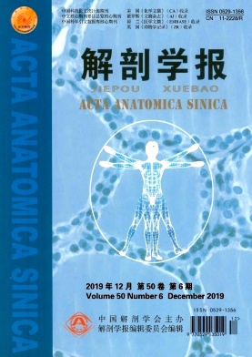 解剖学报杂志
